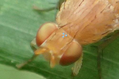 Sapromyzosoma laevatrispina